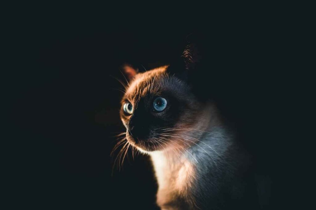 planetary and cosmic-inspired names for cats