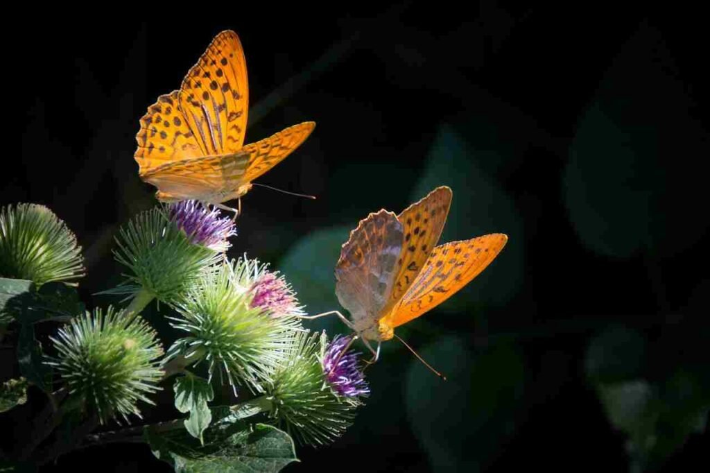 Insect Group Names