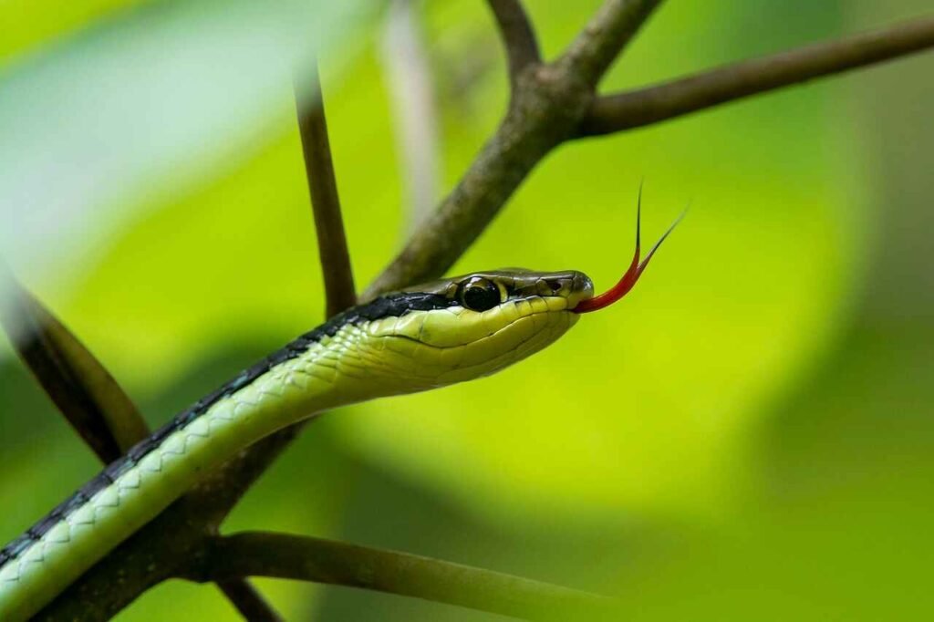 Reptile and Amphibian Group Names