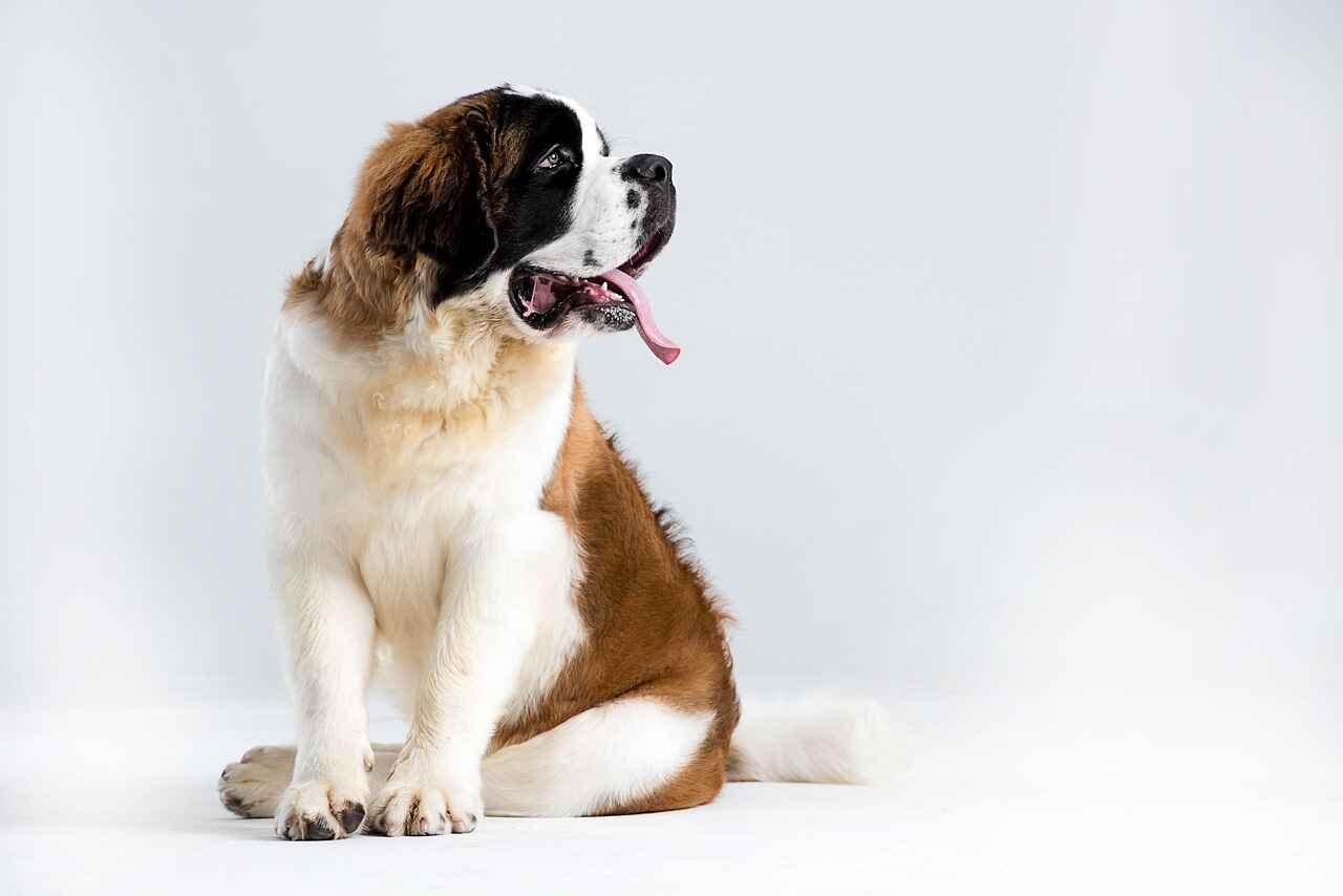 Saint Bernard Dog