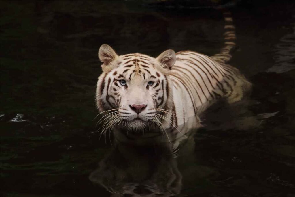 why we learn wild animal names