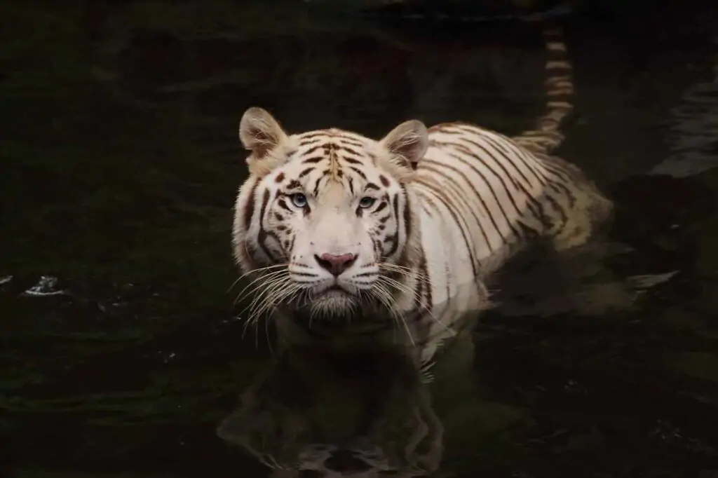 why we learn wild animal names