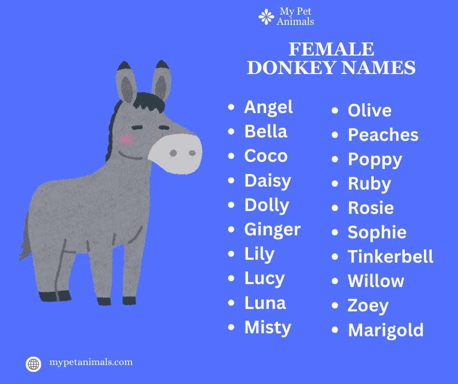 female donkey names