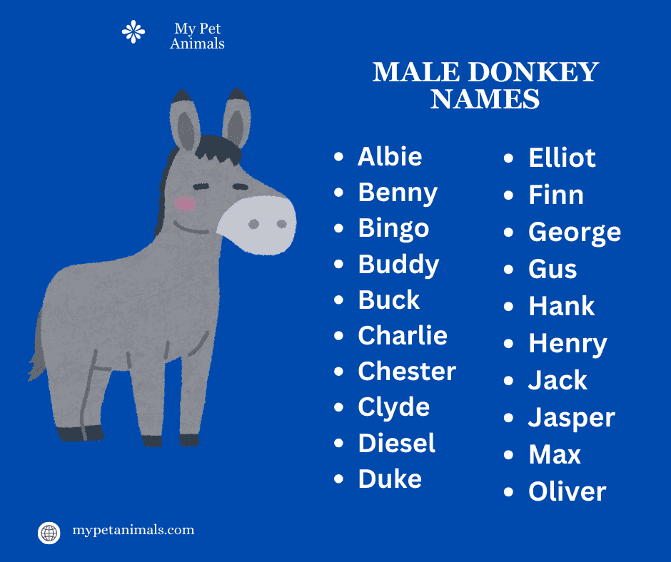 Male donkey names