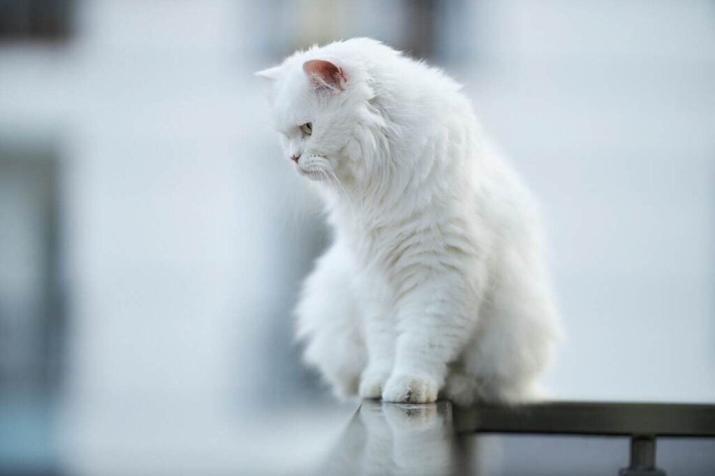 Female Asian Cat Names