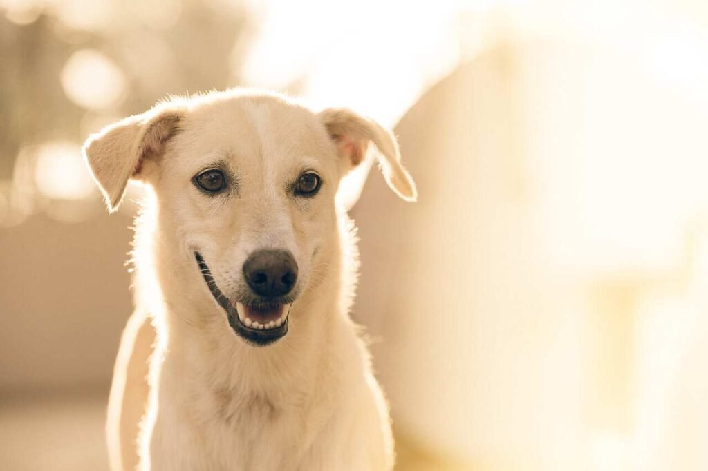 Female Indian Dog Names