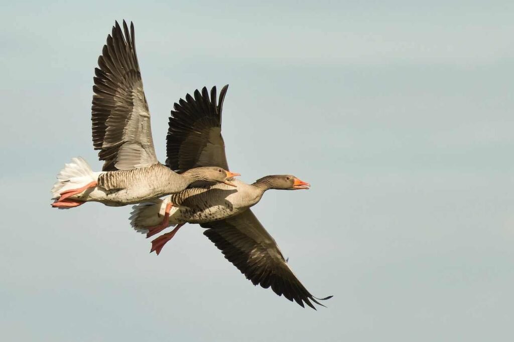 Canada Goose Names