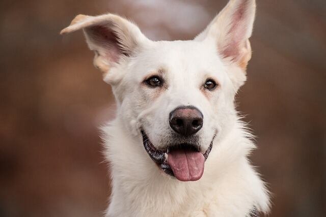 Indian Dog Names